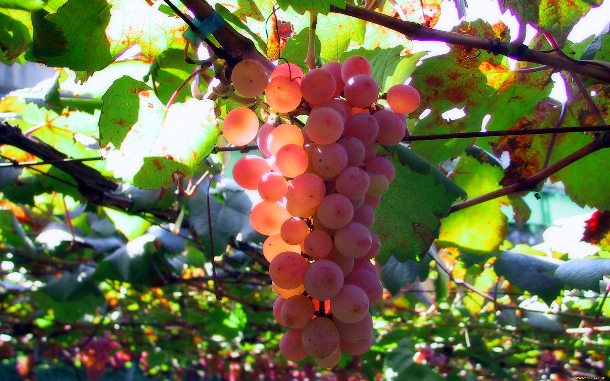 Сорт винограда зарянка фото и описание